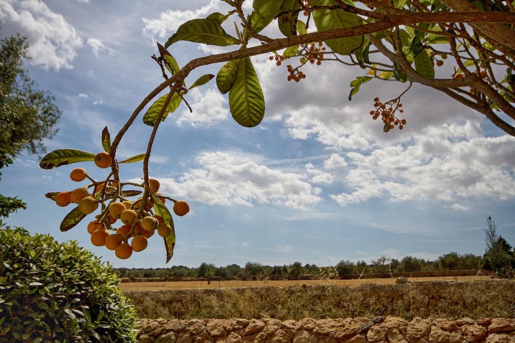 كامبوس Finca Agroturismo Can Carro المظهر الخارجي الصورة