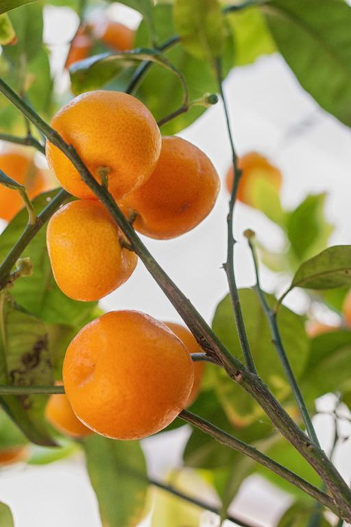 كامبوس Finca Agroturismo Can Carro المظهر الخارجي الصورة